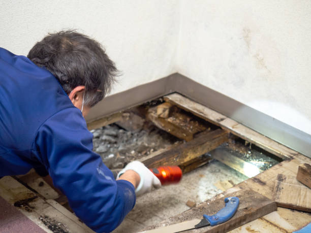  Man, IL Mold Removal Pros