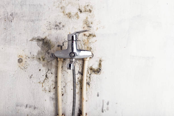 Best Localized Mold Remediation (e.g., coastal areas, humid climates) in Man, IL