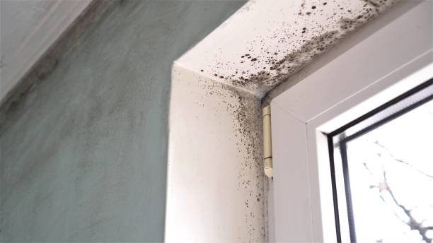 Best Mold Testing and Inspection Services in Man, IL