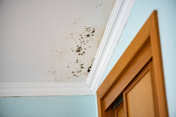 Best Residential Mold Remediation in Man, IL