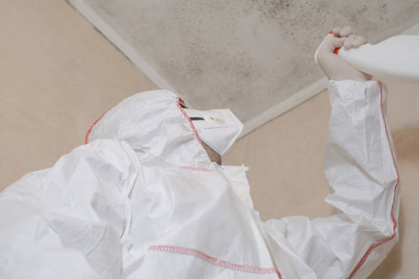 Best White Mold Remediation in Man, IL