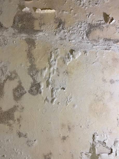 Best Mold Remediation for Schools in Man, IL