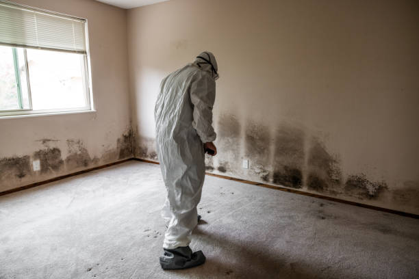 Best Black Mold Remediation in Man, IL