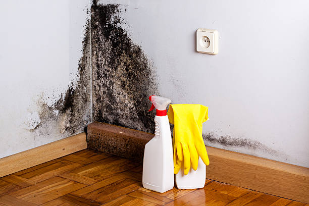 Best Mold Remediation for Specific Building Types in Man, IL