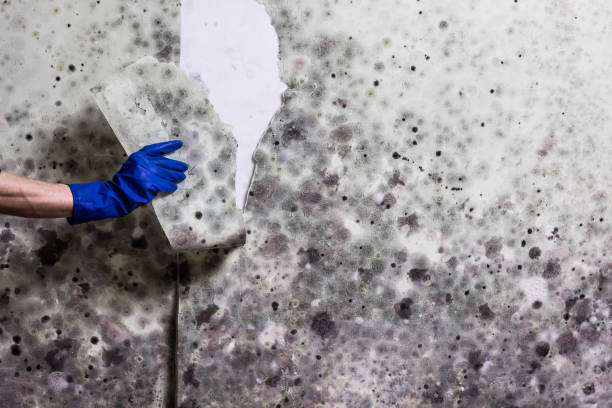 Best Residential Mold Remediation in Man, IL