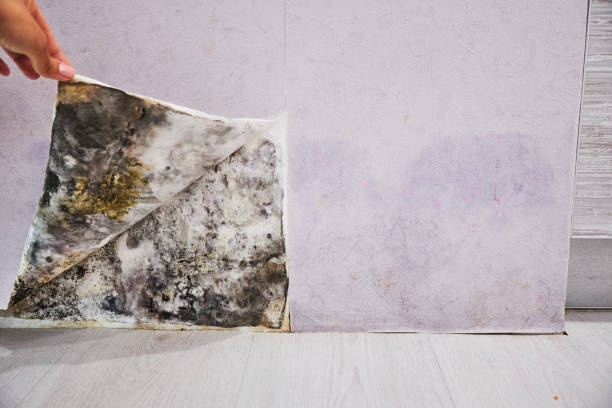 Best DIY Mold Remediation Support Services in Man, IL